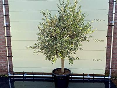 Olijfboom - Olea Europaea