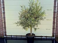 Olijfboom - Olea Europaea - thumbnail