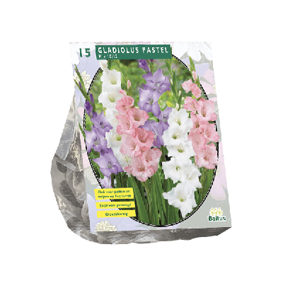 Zomer Bloembollen Gladiolus Pastel Mix per 15 Baltus - Baltus