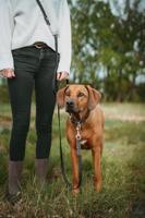 HUNTER Traploos verstelbare hondenlijn Wolmar, zwart/grijs - thumbnail