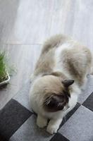 Let's Sleep Pet Cube Grijs 44 x 43 cm - thumbnail