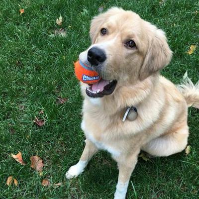CHUCKIT TENNISBAL