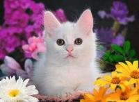 Ravensburger Legpuzzel xxl schitterend katje, 100st. - thumbnail