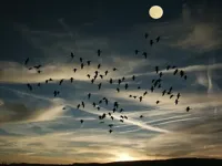 Alexsar Art schilderij Glas art birds swarm 70x50cm - thumbnail