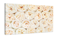 Schilderij -Mooie verse rose en witte rozen, 100x70cm. Premium print - thumbnail