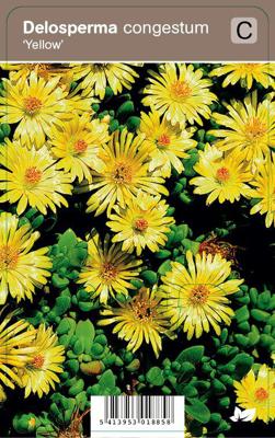 Vips Delosperma congestum Yellow - Middagsbloem