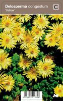 Vips Delosperma congestum Yellow - Middagsbloem - thumbnail
