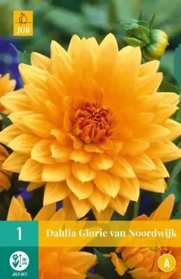 Dahlia glorie van Noordwijk