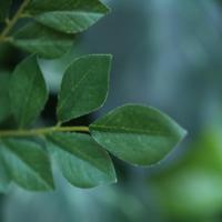 Acacia-Robinia Kunsttak 53cm - thumbnail