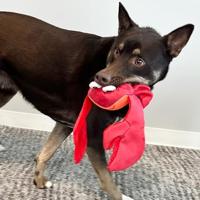 KONG SHIMMY SHAKERS KRAB ROOD 15X43X7,50 CM - thumbnail