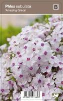 Vips Phlox subulata Amazing Grace - Kruipphlox - thumbnail