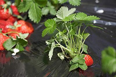 Connex Aardbeifolie 10X1.2M Zwart - FLOR80260