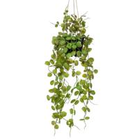Emerald kunstplant hangend in pot lantaarnplant 50 cm - thumbnail