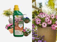 Pokon Terras & Balkonplanten Voeding - 500ml - Plantenvoeding - 10ml per 1L water - thumbnail