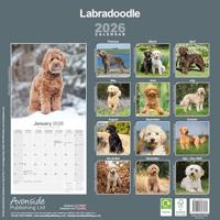Labradoodle Calendar 2026 Square Dog Breed Wall Calendar - 16 Month - thumbnail