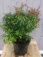 Pieris Rotsheide 50 cm groen Warentuin Natuurlijk - Warentuin natuurlijk - thumbnail