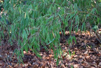 Niet woekerende bamboe Niet woekerende bamboe