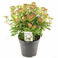 Sneeuwbal (Viburnum tinus “Ladybird”®) heester - 50-60 cm (C7) - 6 stuks - thumbnail
