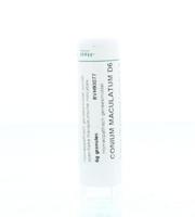 Conium maculatum D6 - thumbnail