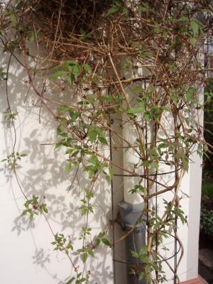 Regenpijp-klimrk metl b18h150cm grs