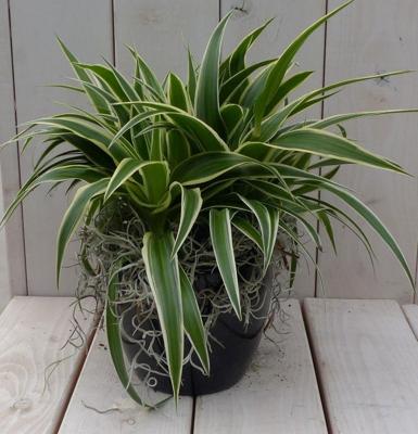 Chlorophytum in zwart/antraciete pot 25 cm Warentuin Natuurlijk - Warentuin natuurlijk