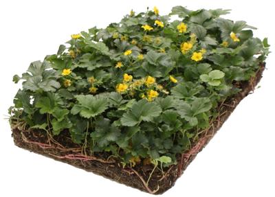 Plantenmat vasteplanten Waldsteinia Temnata Goudaardbei prijs per 1m2 cm Covergreen - Covergreen