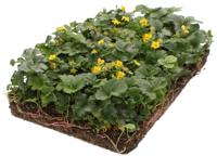 Plantenmat vasteplanten Waldsteinia Temnata Goudaardbei prijs per 1m2 cm Covergreen - Covergreen - thumbnail