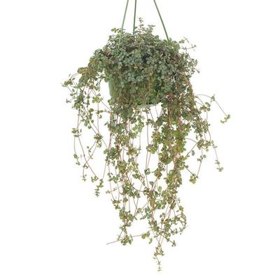 Pilea Glaucophylla (Hangplant) - P 15 cm Pilea Glaucophylla (Hangplant) - P 15 cm