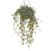 Pilea Glaucophylla (Hangplant) - P 15 cm - thumbnail