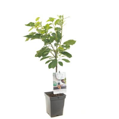 Kersenboom (prunus avium "Regina") fruitbomen