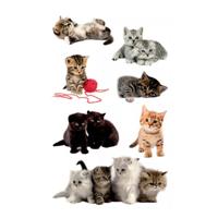 Avery AV-55971 Papieretiket Z-design Kids Pakje A 3 Vel Katten Foto - thumbnail