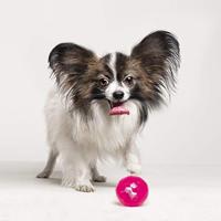 Hondenspeelgoed Gloria TPR Roze (9,5 cm) - thumbnail