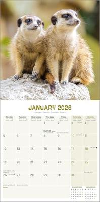 Stokstaartjes Kalender 2026 Stokstaartjes Kalender 2026