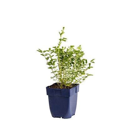 Sanguisorba Proud Mary vaste plant Griffioen - Griffioen