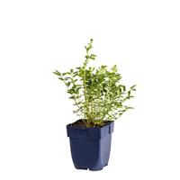 Sanguisorba Proud Mary vaste plant Griffioen - Griffioen - thumbnail