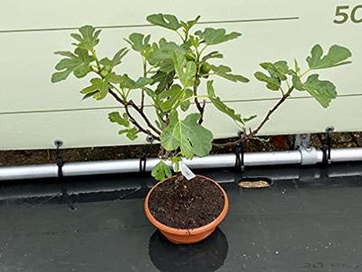 Vijgenboom - Brown Turkey