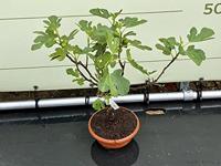 Vijgenboom - Brown Turkey - thumbnail