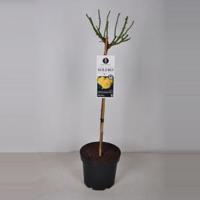 Rozen Solero op stam - 3 stuks - thumbnail