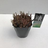 Prachtriet (Miscanthus sinensis "Kleine Silberspinne") siergras - In 5 liter pot - 1 stuks - thumbnail