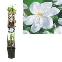 Klimplant Clematis Madame Le Coultre - Witte Bosrank 120cm - thumbnail