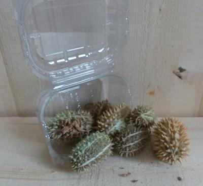 Herfst decoratie doosje stekel vruchten herfst Warentuin Natuurlijk - Warentuin natuurlijk