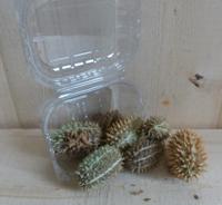 Herfst decoratie doosje stekel vruchten herfst Warentuin Natuurlijk - Warentuin natuurlijk - thumbnail