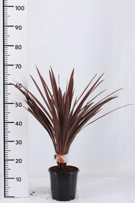 Cordylina