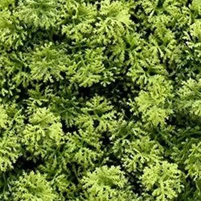 Kunstplanten mat 50x50 cm houttuynia cordata Buitengewoon de Boet - Buitengewoon de boet Kunstplanten mat 50x50 cm houttuynia cordata Buitengewoon de Boet - Buitengewoon de boet
