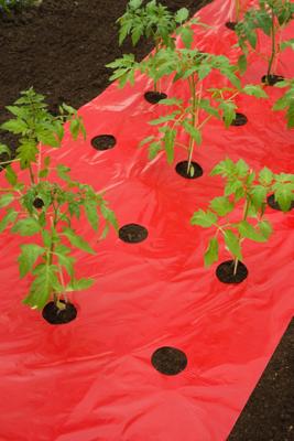 Kweekfolie voor tomaten 0.95 x 5 m