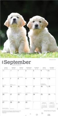 Golden Retriever Puppies Kalender 2026 Golden Retriever Puppies Kalender 2026