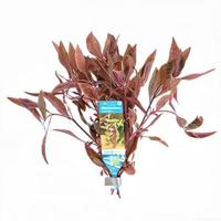 Alternanthera reineckii sessilis - 10 stuks - aquarium plant - thumbnail