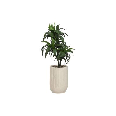 Decoratieve plant Home ESPRIT Hars Polyethyleen 50 x 50 x 102 cm