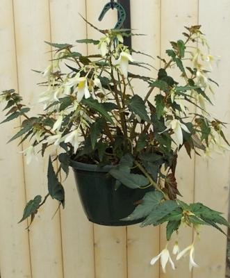 Hangplant Hangbegonia wit/licht-roze Epiphyllum Warentuin Natuurlijk - Warentuin natuurlijk