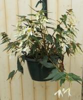 Hangplant Hangbegonia wit/licht-roze Epiphyllum Warentuin Natuurlijk - Warentuin natuurlijk - thumbnail